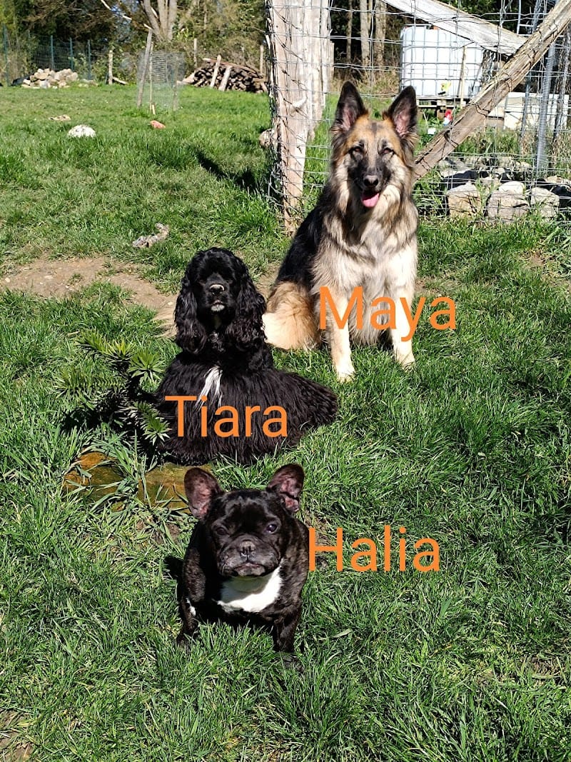 Halia et compagnie — dogsitter à Wissembourg