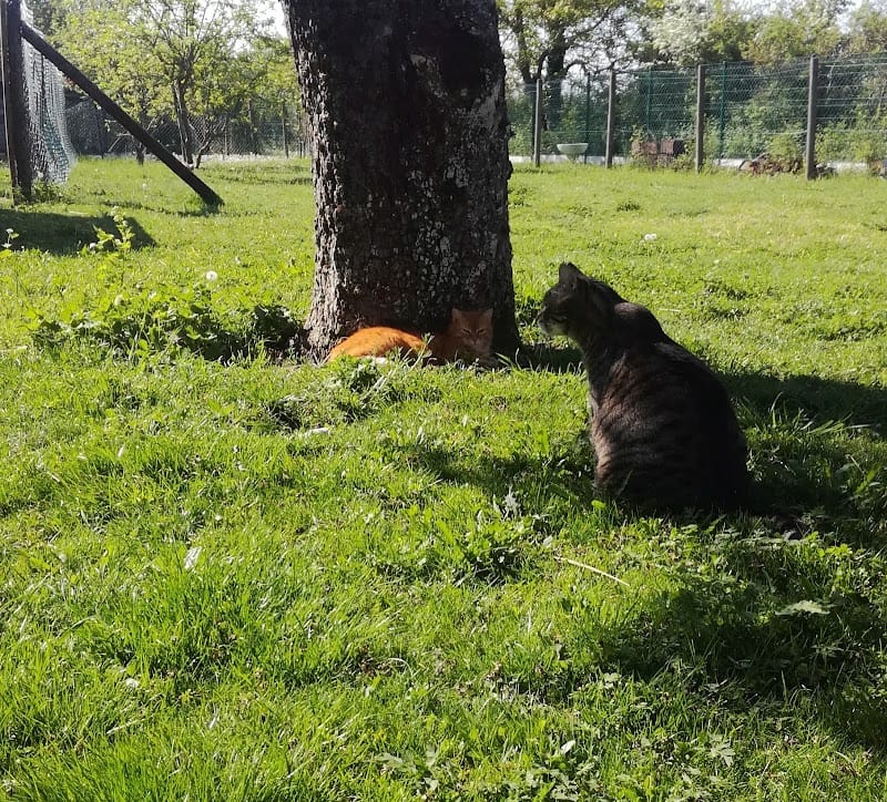 Happy Animaux — dogsitter à Boulogne-Billancourt