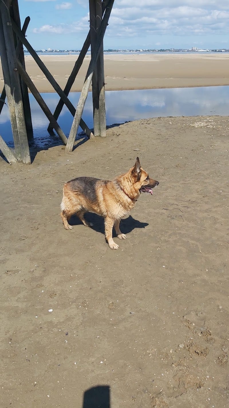 Happy Dog Academy — dogsitter à Pornic