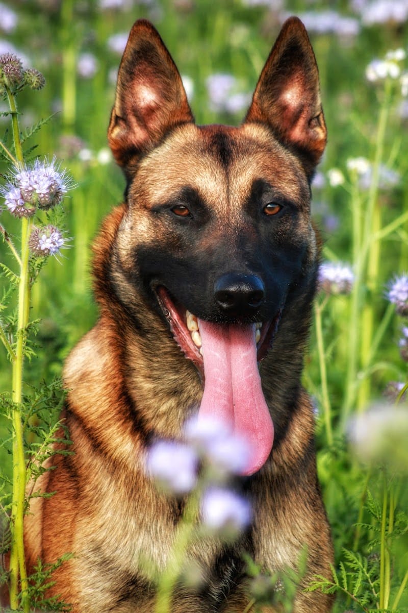 Happy Dog Breizh — dogsitter à Questembert