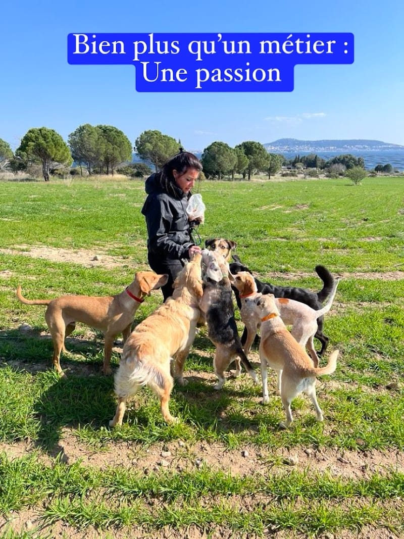 HAPPY DOGS Pension Canine Familiale sans Box — dogsitter à Sète