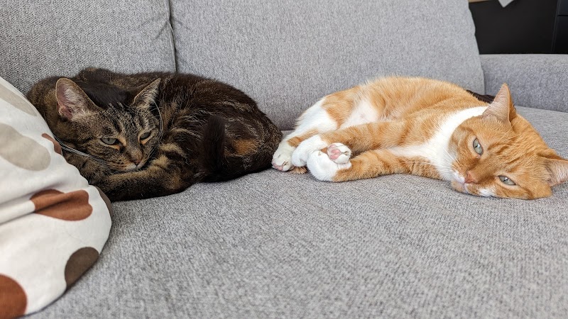 Happy z'Animo — dogsitter à Toulouse