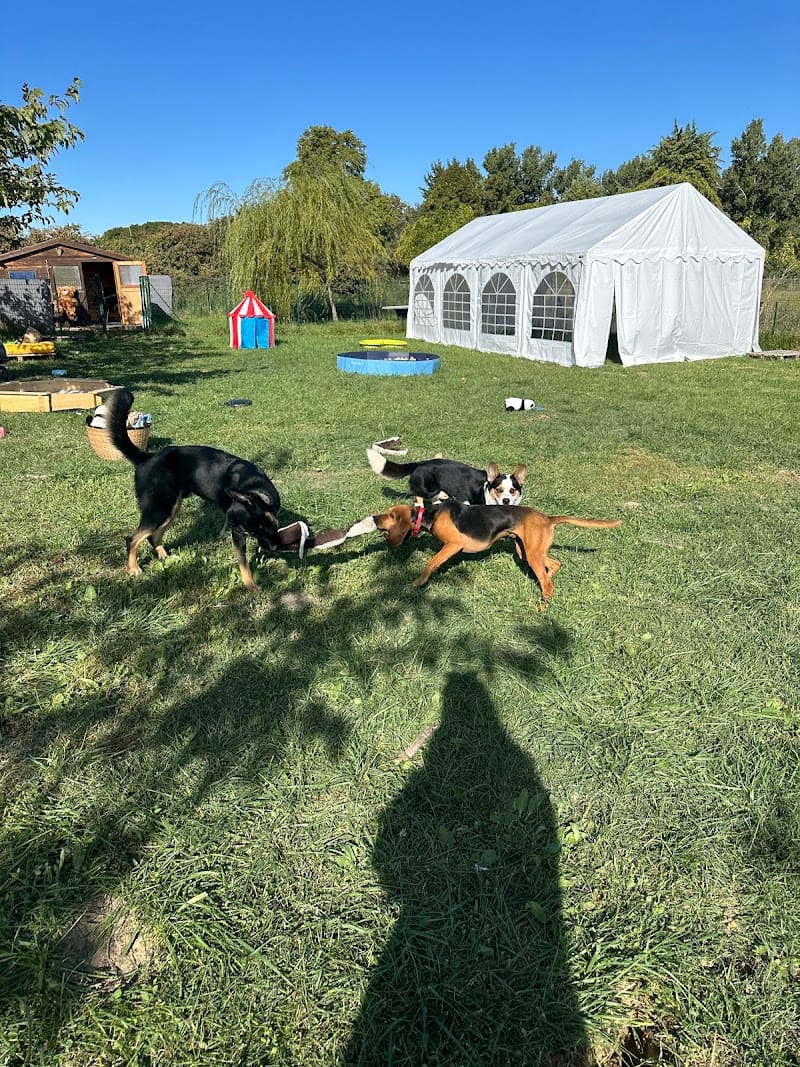 HappyDogs — dogsitter à Aix-en-Provence