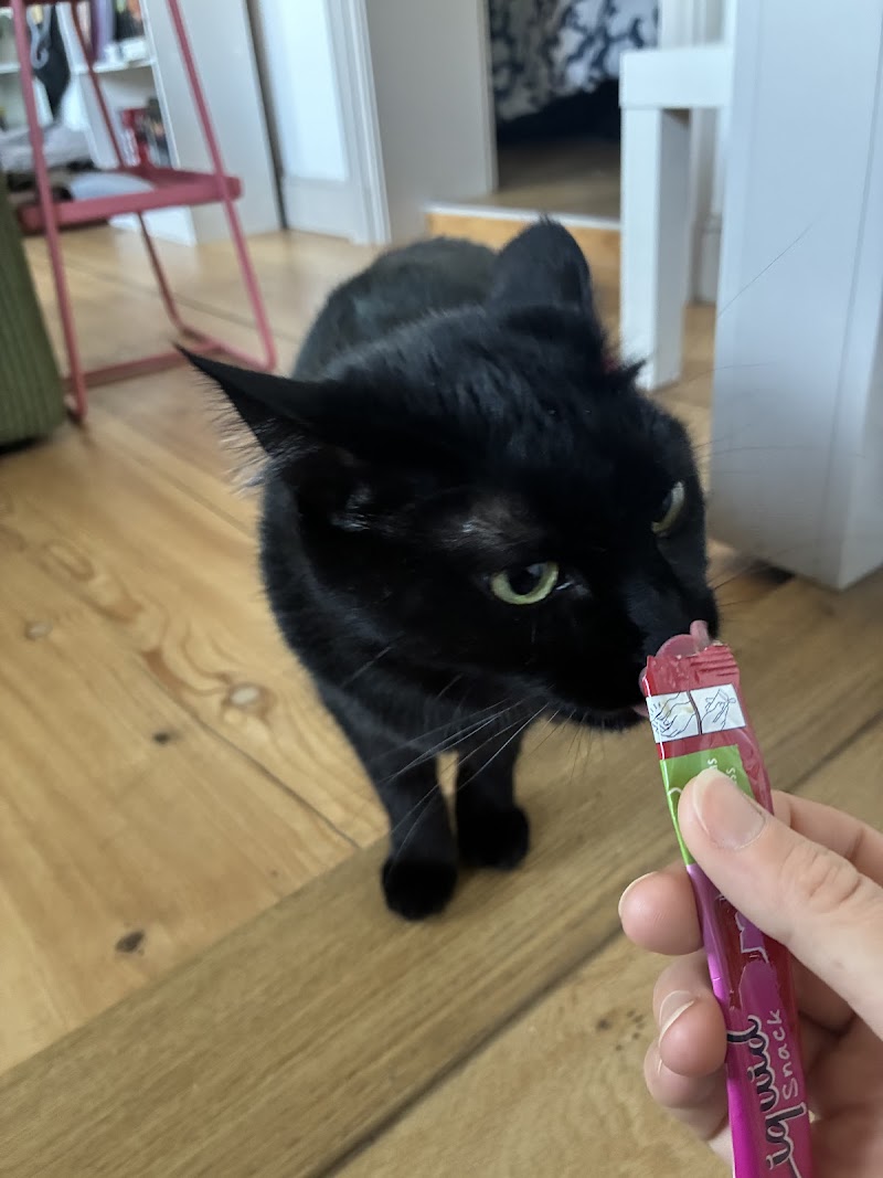 Hara Pet-Sitter — dogsitter à Strasbourg