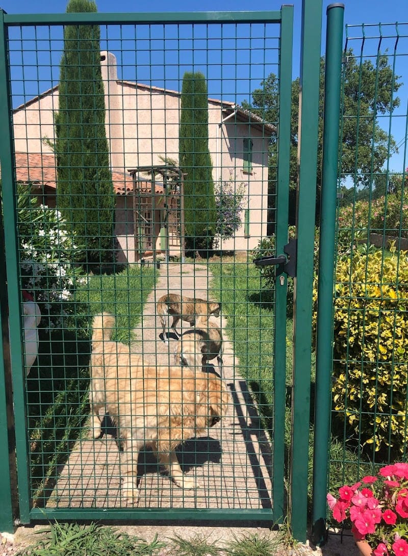 Harand José — dogsitter à Fréjus