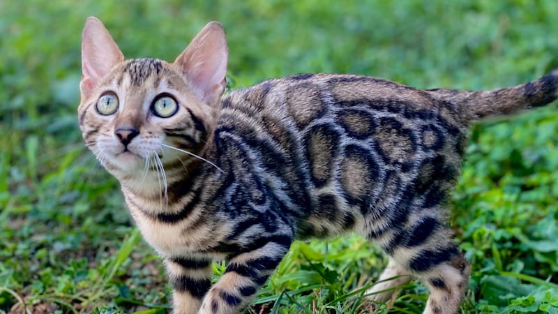 HOTEL LUXE pour CHAT et PENSION CHIEN "Pension Eiwah" — dogsitter à Juvignac