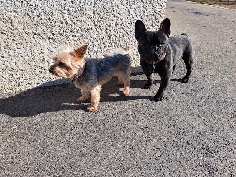 Hôtellerie Kaline - Pension Familiale pour Chats et Chiens ; Visites à domicile pour Chats — dogsitter à Nantes