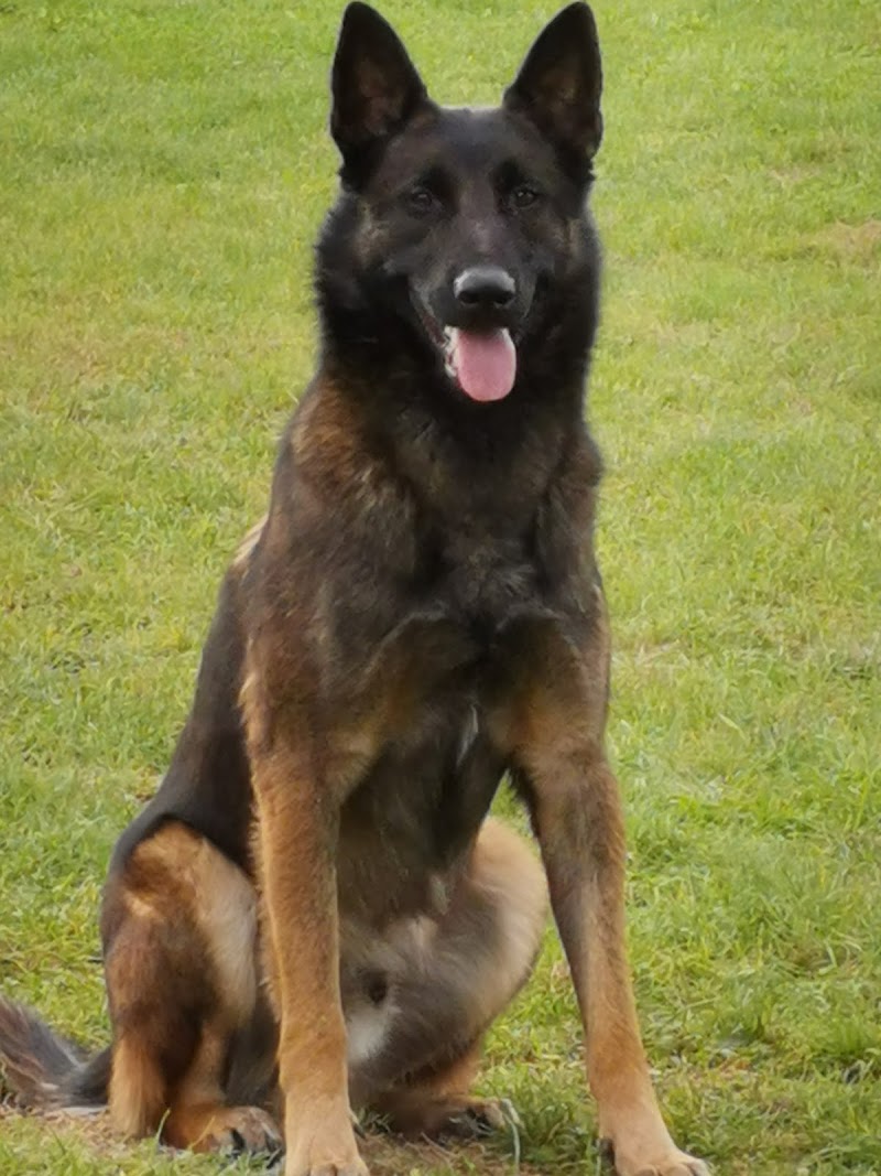 Identité Canine / Vallon des Serps — dogsitter à Brignoles