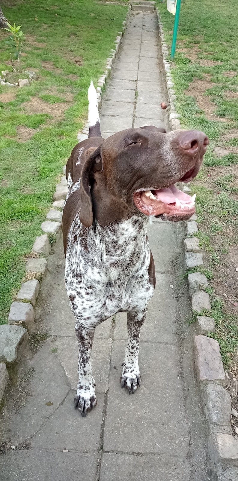 Illico&Cerise Pet-Sitting — dogsitter à Douai