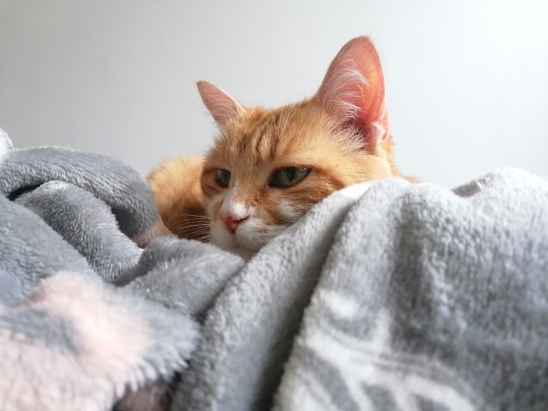 inu'neko petsitting — dogsitter à Lyon