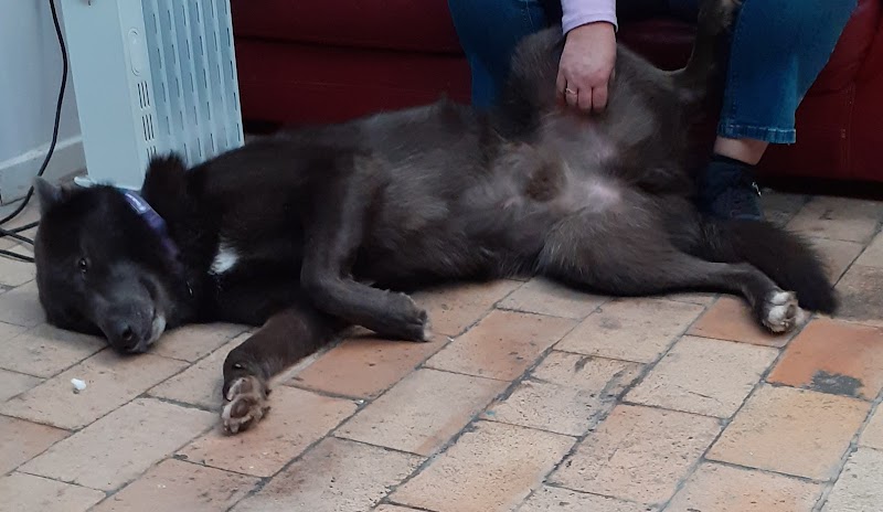 Inuitement Dog — dogsitter à Tourcoing