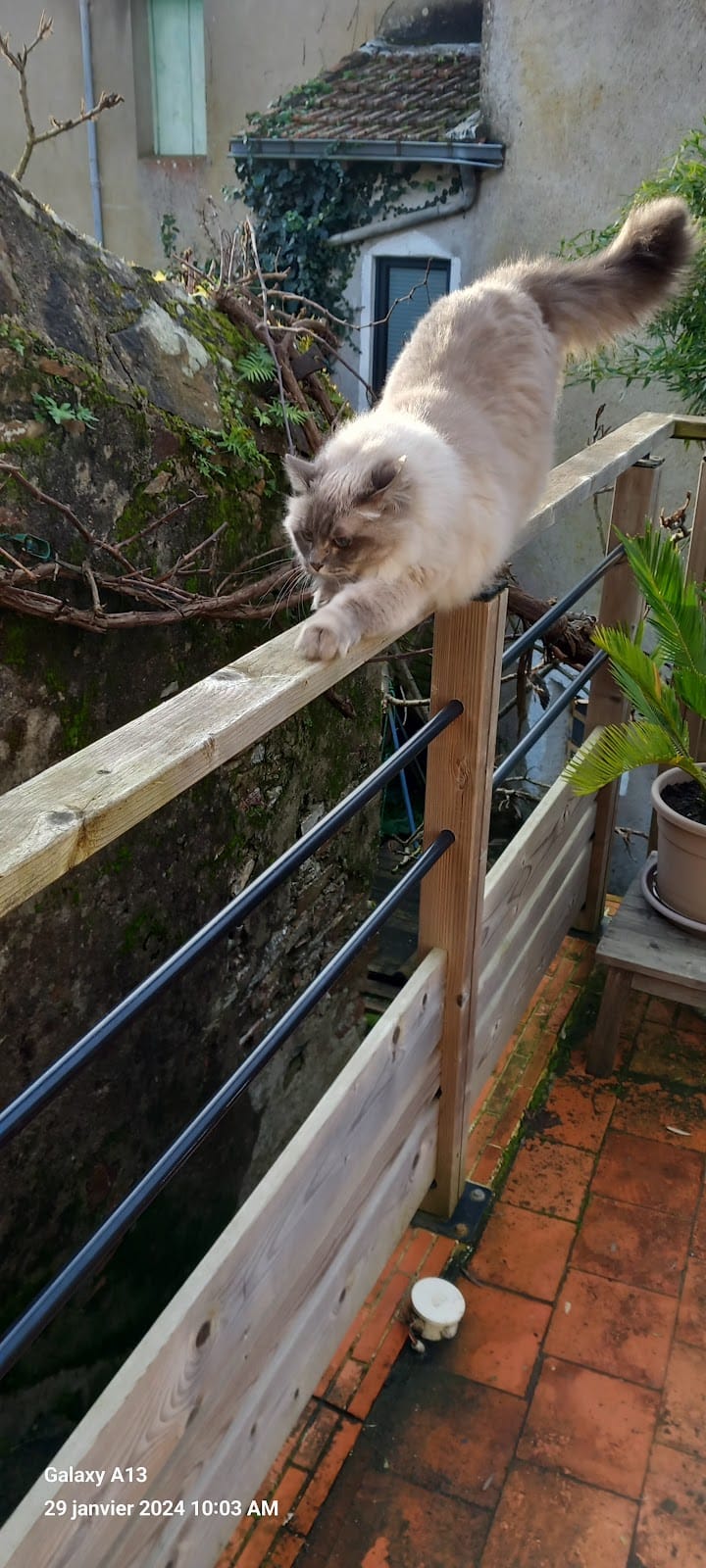 Jacqueline Animaux Services — dogsitter à Couëron