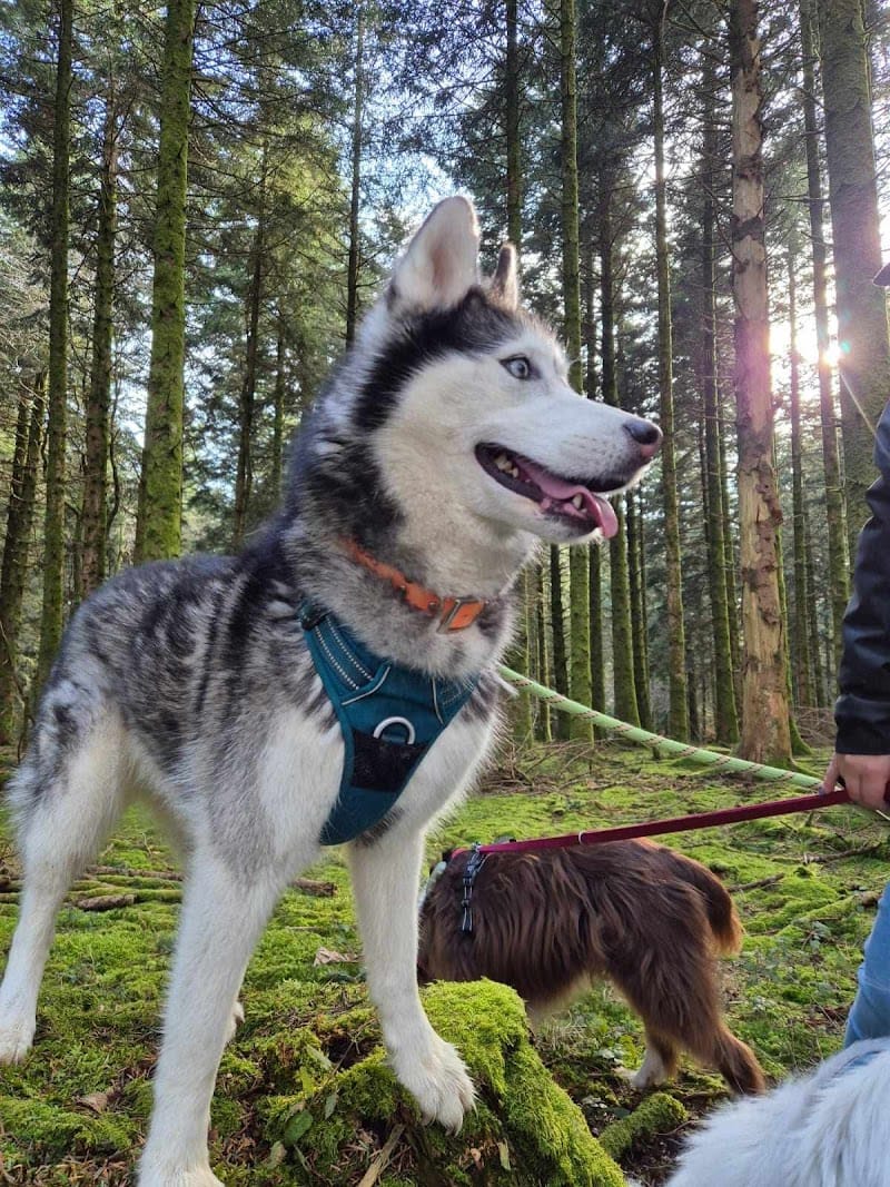 Jadou'pawsitter — dogsitter à Castres