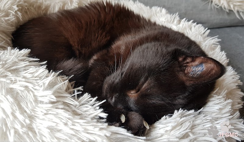 Je Fais Garder Mon Chat | visites à domicile pour le bien être de votre chat — dogsitter à Paris