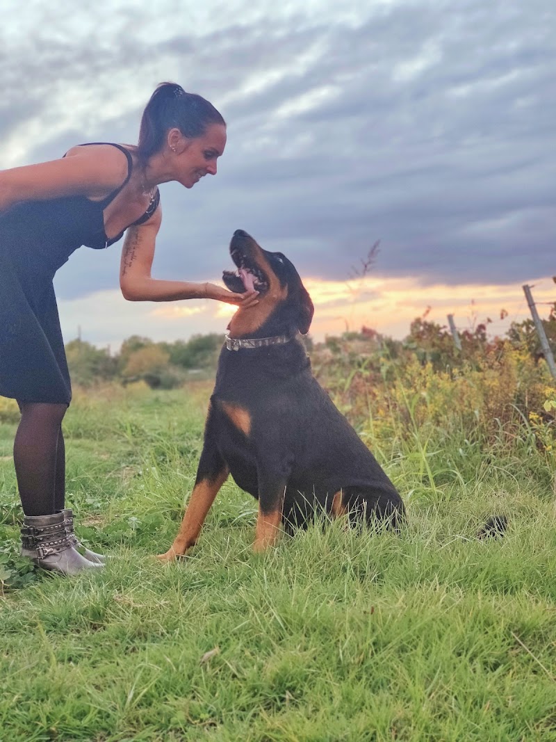Jennifer Picot natur'animale — dogsitter à Nîmes