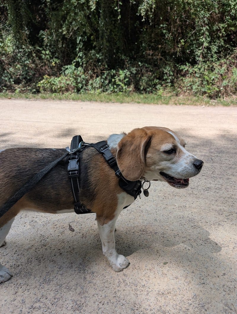 Joanne | Petsitter Patounettes et Cie — dogsitter à Lyon