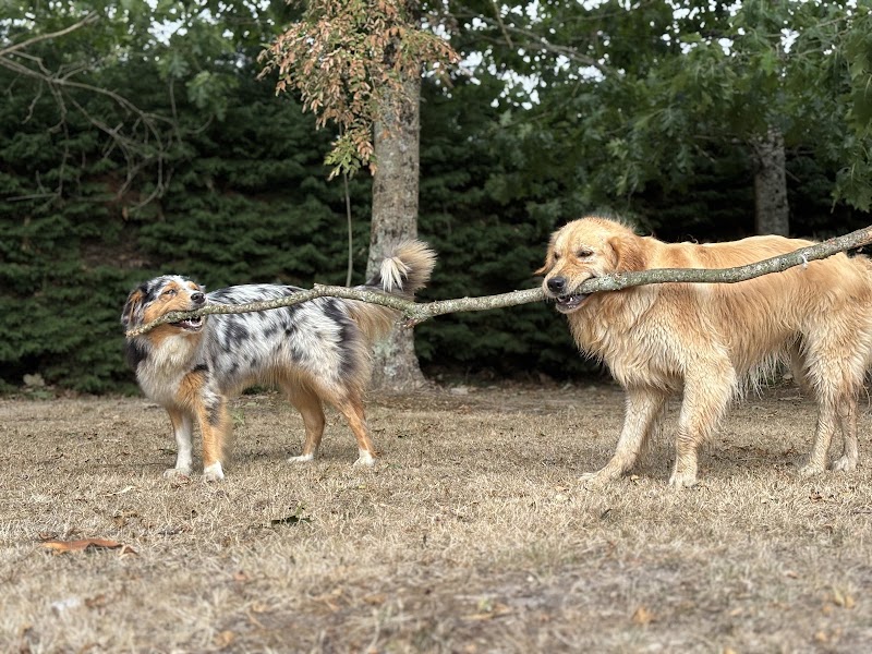 Journée de Woof — dogsitter à Rezé