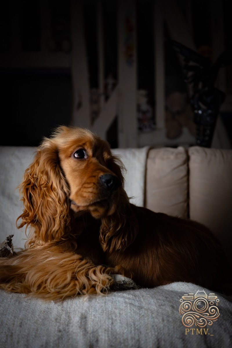 Juju Pet Sitter — dogsitter à Rennes