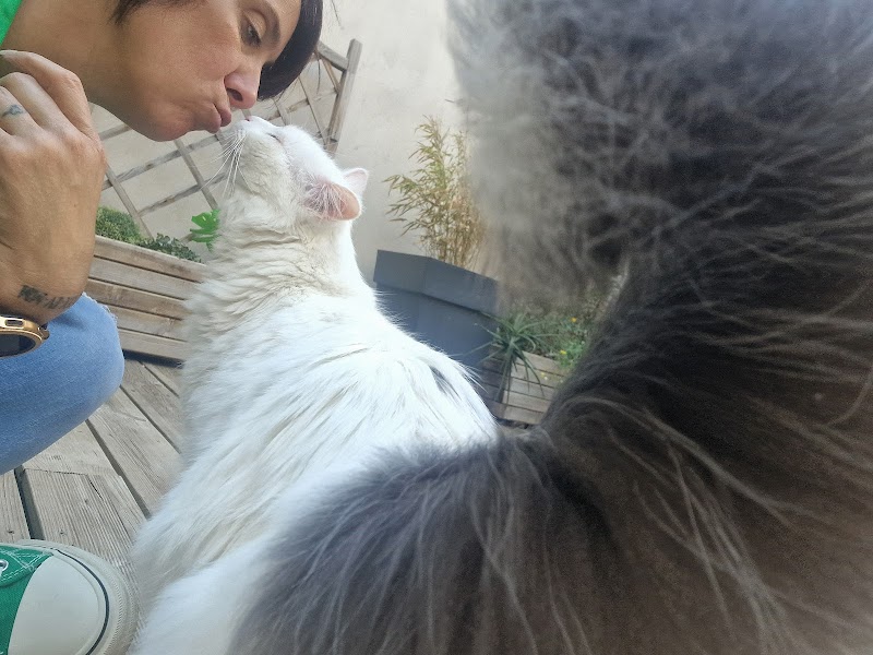 Julie et Compagnie 11 — dogsitter à Narbonne