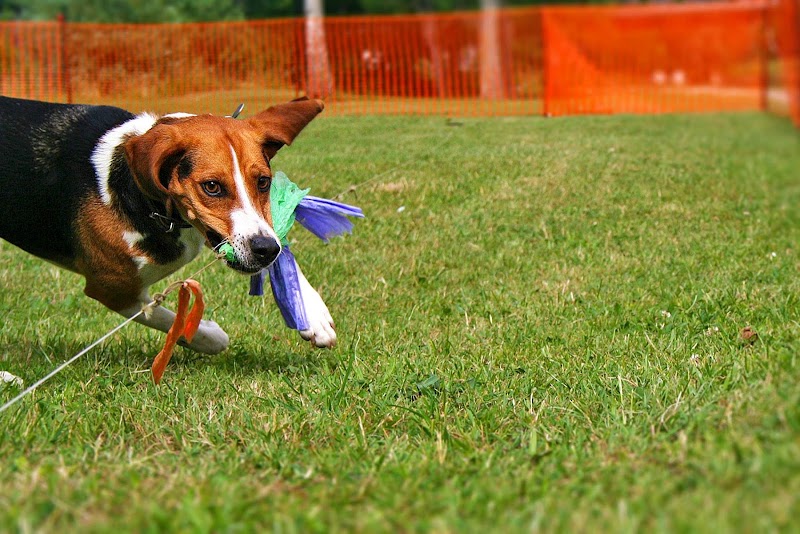 Julie Pet Service — dogsitter à Martigues