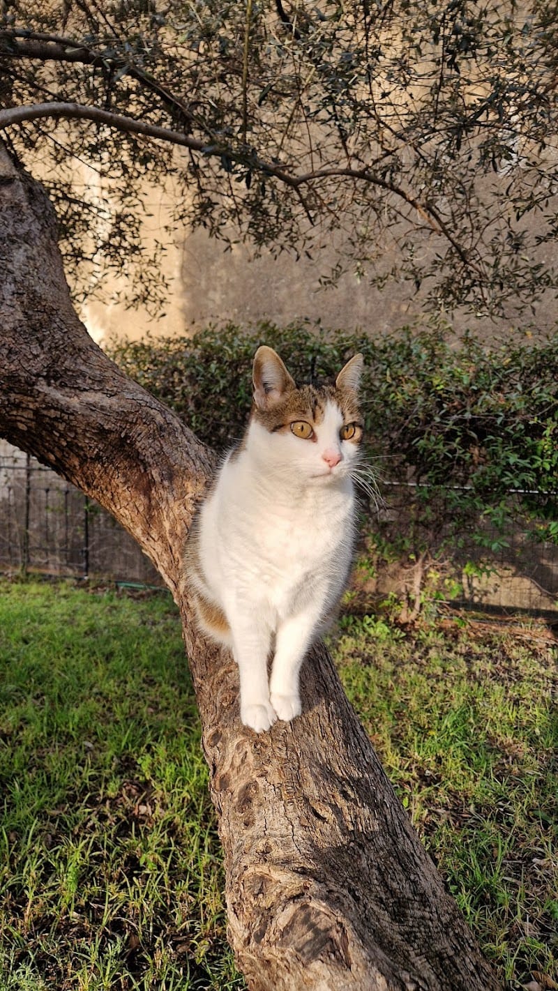 Katzamis — dogsitter à Toulon