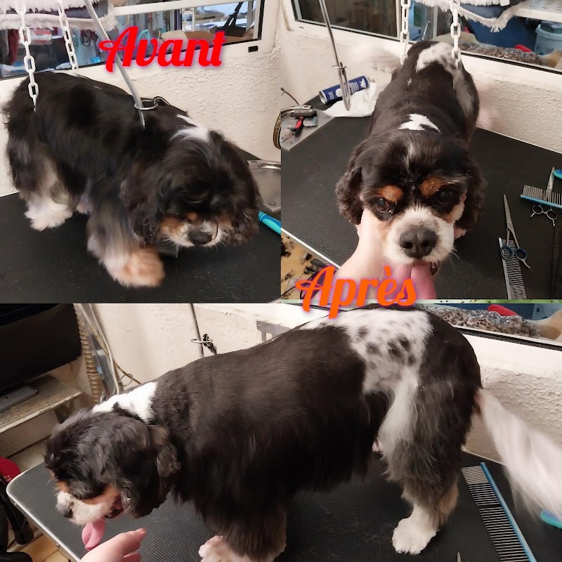 Kaydra's Pets — dogsitter à Saint-Maximin-la-Sainte-Baume