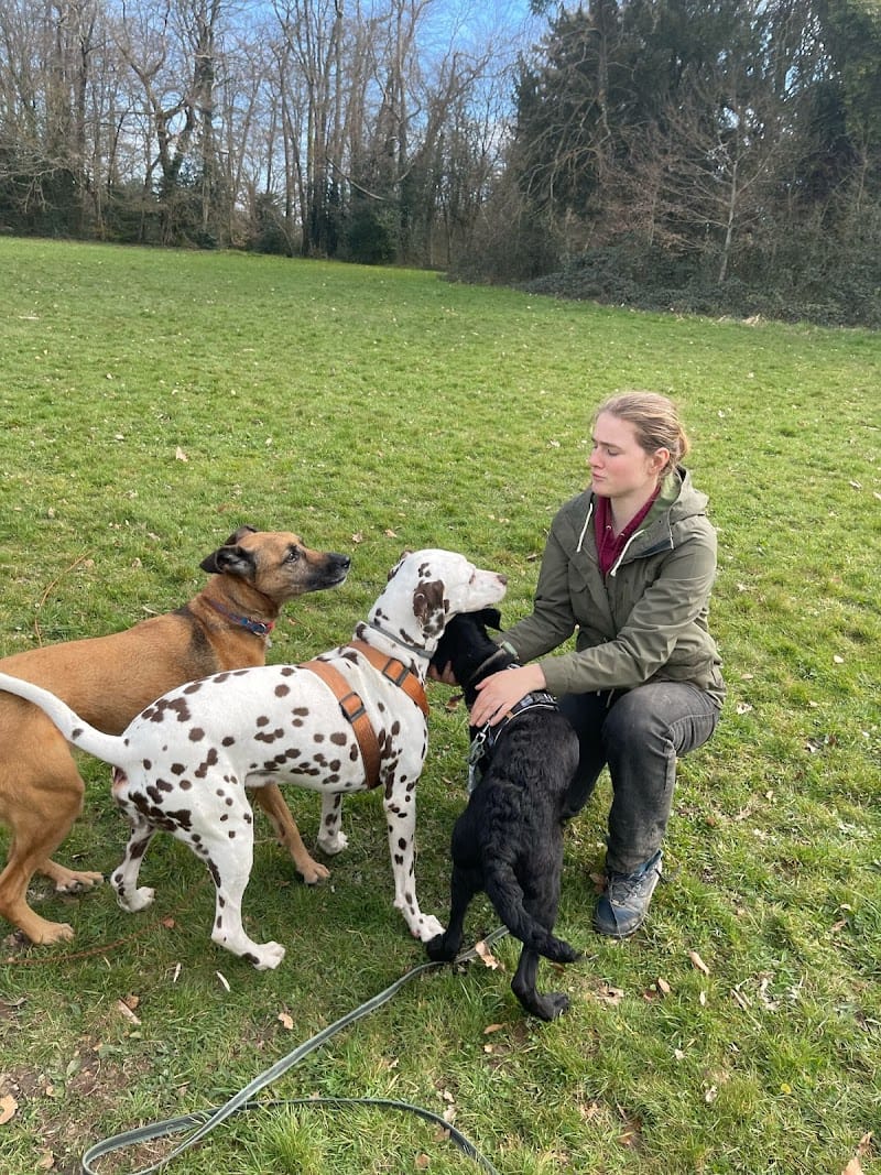 Ker Wouf - Pension canine - Dog sitting - Garde de chiens — dogsitter à Nantes