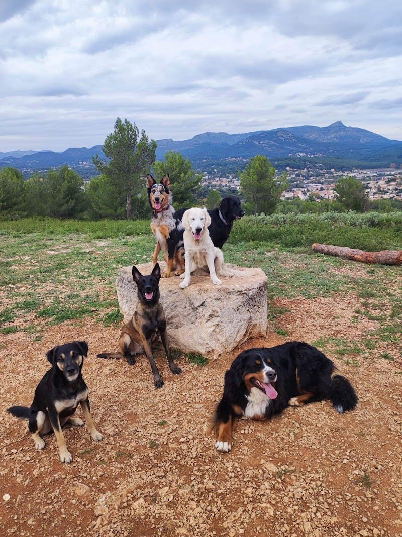 KIBKI :Garde animaux, pension familiale canine, soins énergétiques, conseils naturopathie — dogsitter à Saint-Maximin-la-Sainte-Baume