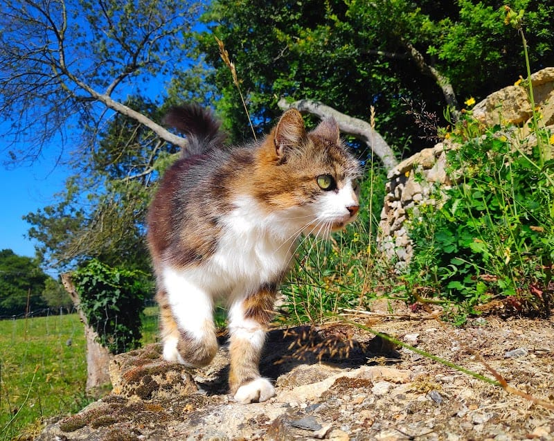 Kool Animaux 56 — dogsitter à Vannes