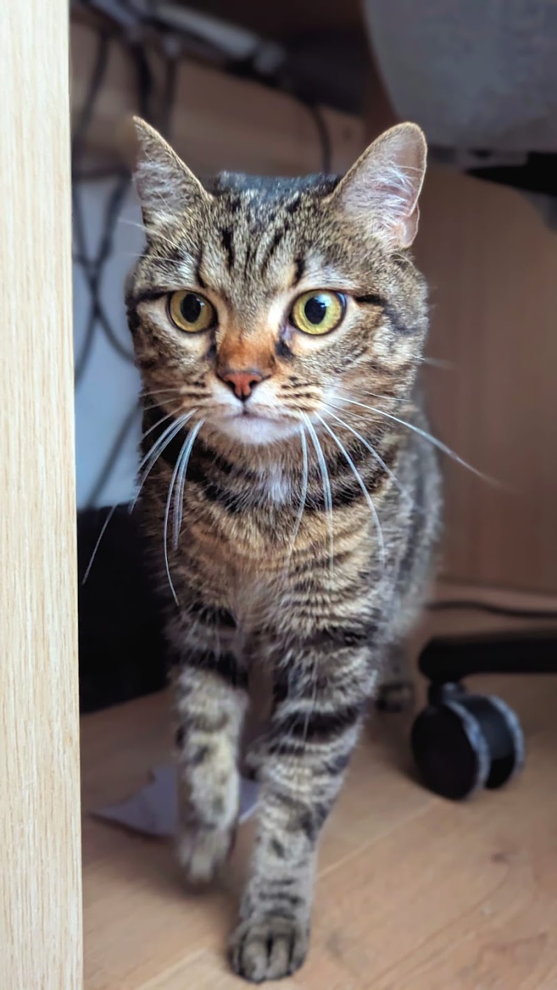 KoolPets — dogsitter à Colomiers