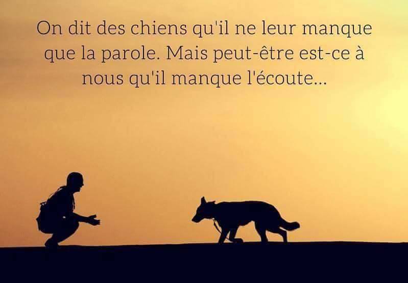 L'Amie Cahouette — dogsitter à Rochefort