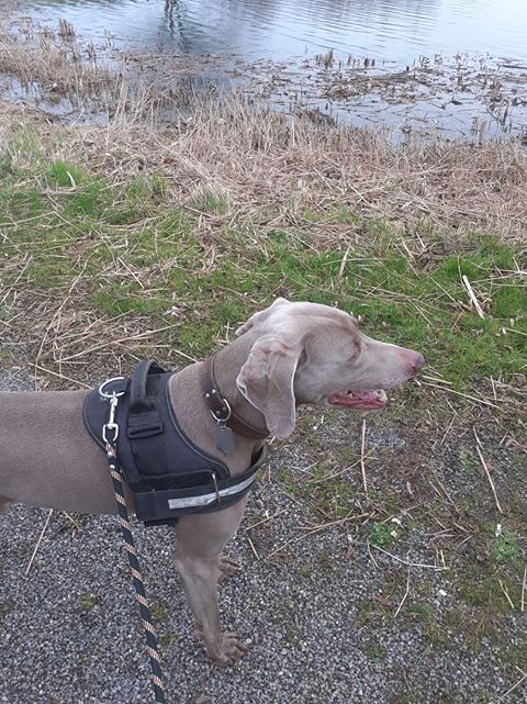L'Arche Condeen — dogsitter à Valenciennes