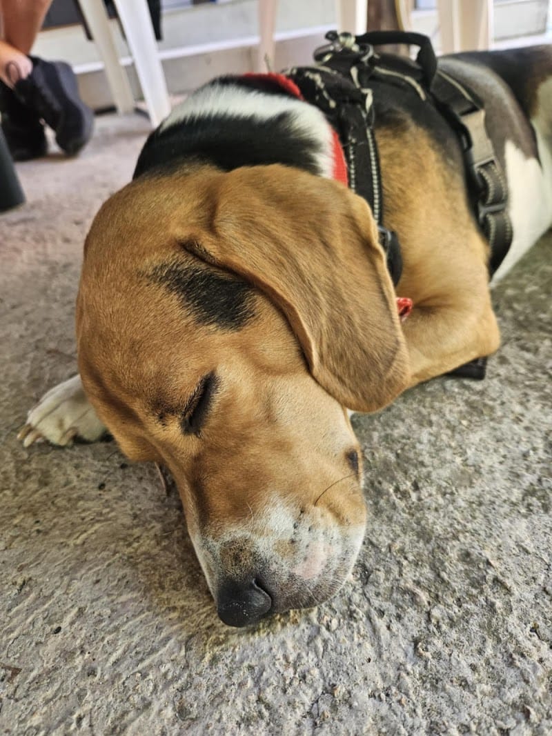 L'Arche d'Aurore - petsitter 59 Roubaix Croix Hem Lille — dogsitter à Lille