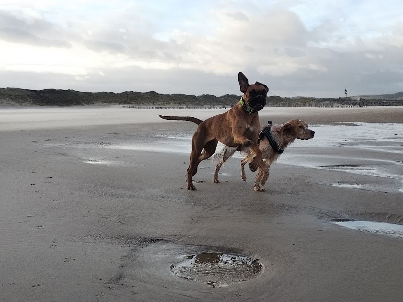 L'arche de Finette — dogsitter à Calais