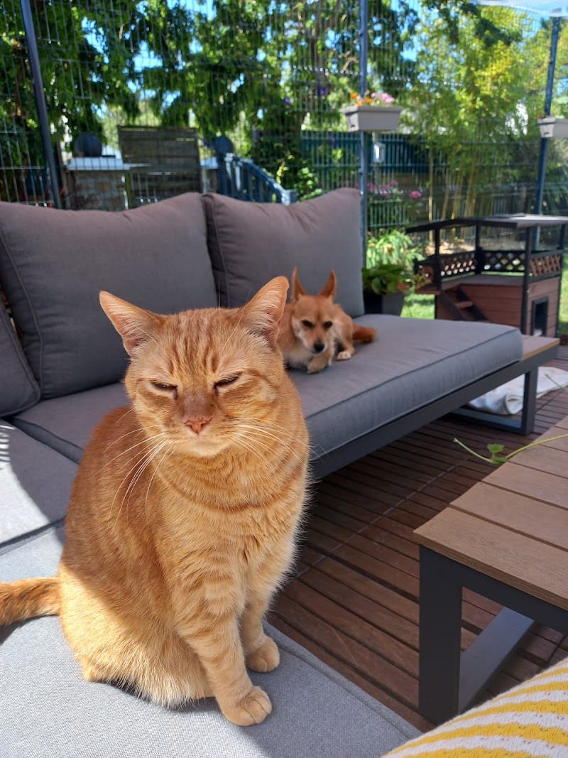 L'arche de Sab — dogsitter à Vannes