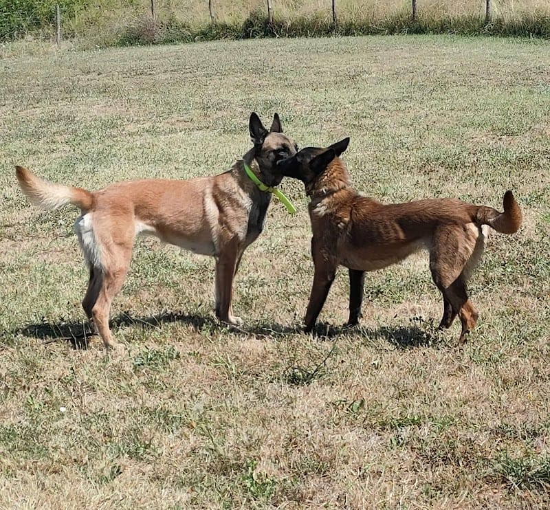 L'Auberge de Labarthe — dogsitter à Sainte-Livrade-sur-Lot