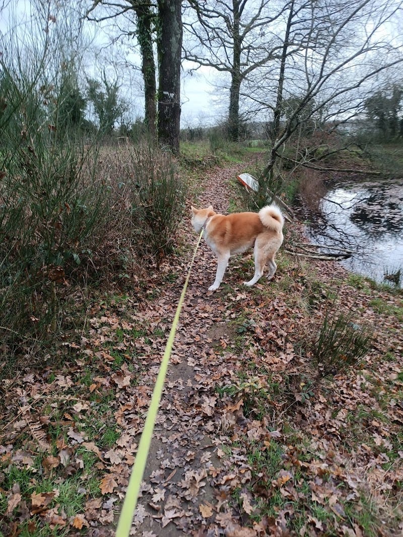 L'auberge du chien — dogsitter à Carquefou