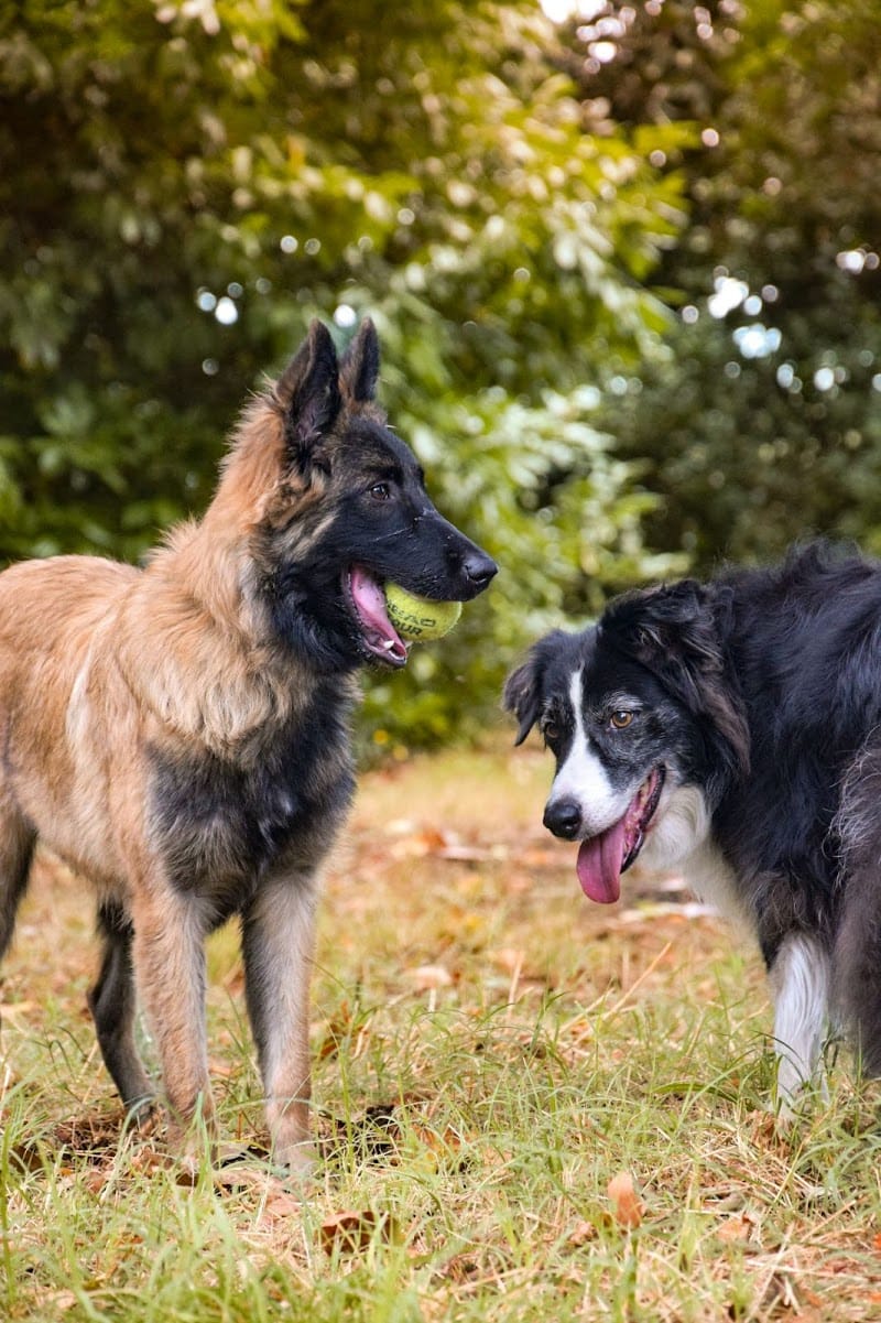 L'aura Canine — dogsitter à Bordeaux