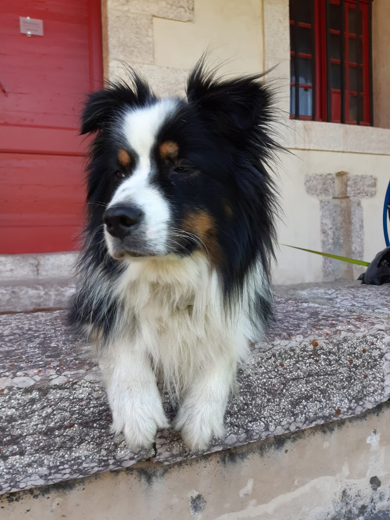 L'Avis des Animaux — dogsitter à Colomiers