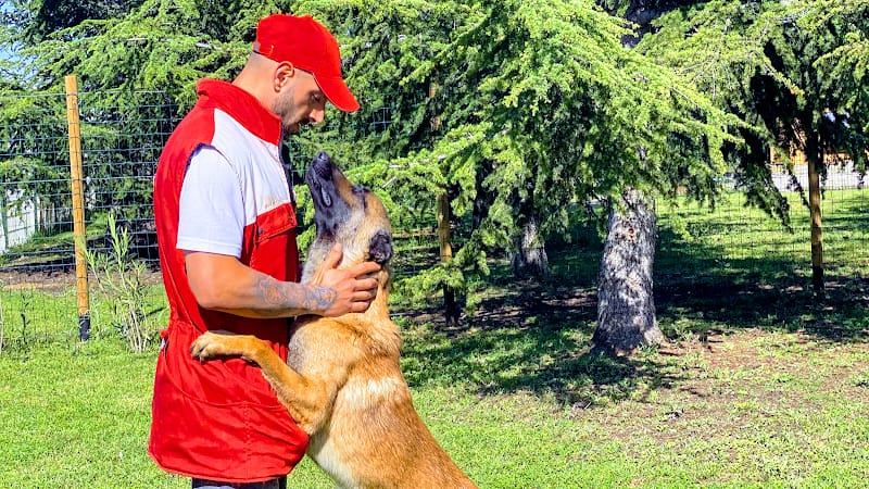 L'école des 4 pattes