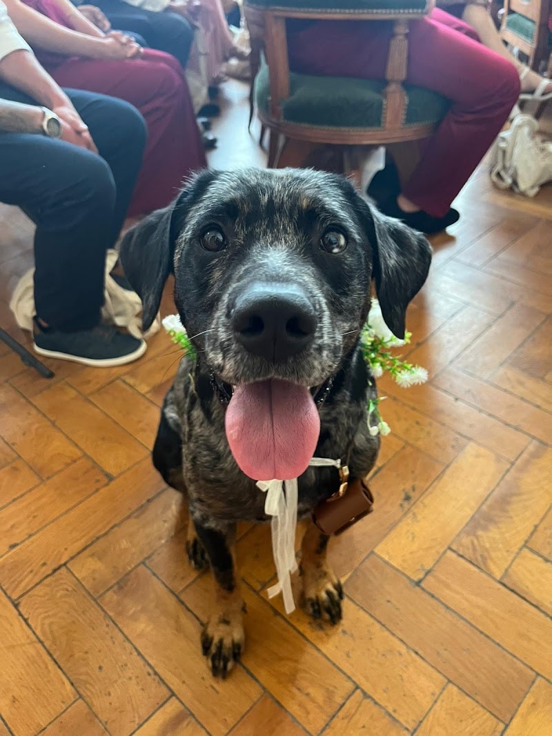 L'école des bandits — dogsitter à Lyon