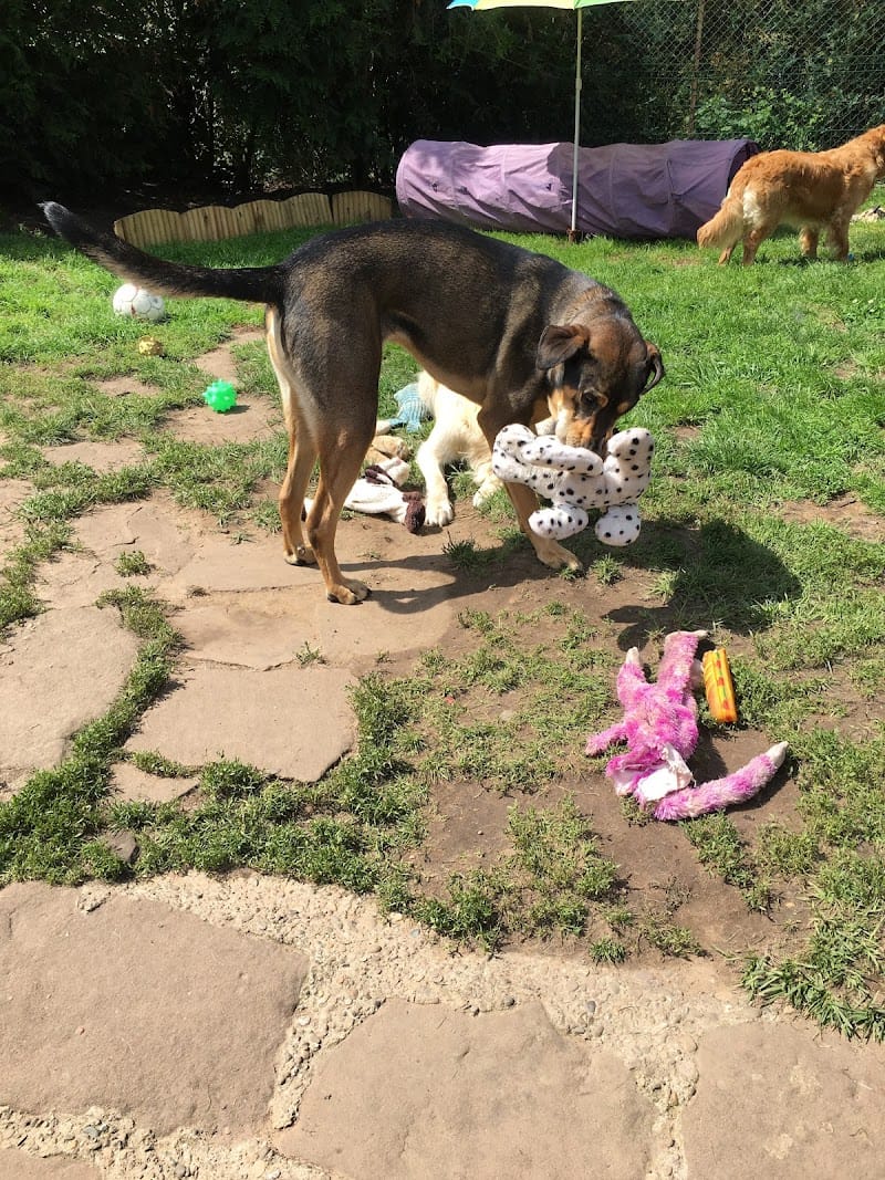 L'Empreinte — dogsitter à Brumath