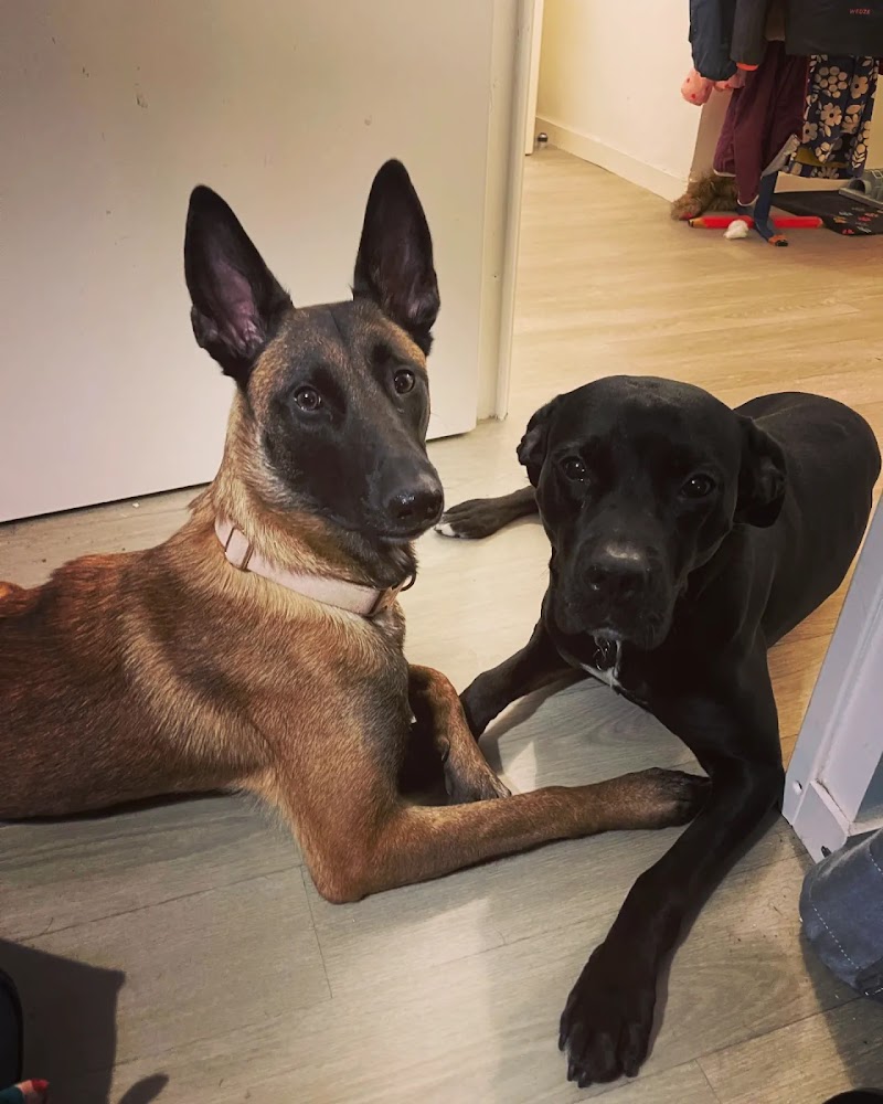 L'Empreinte Petsitting — dogsitter à Rennes