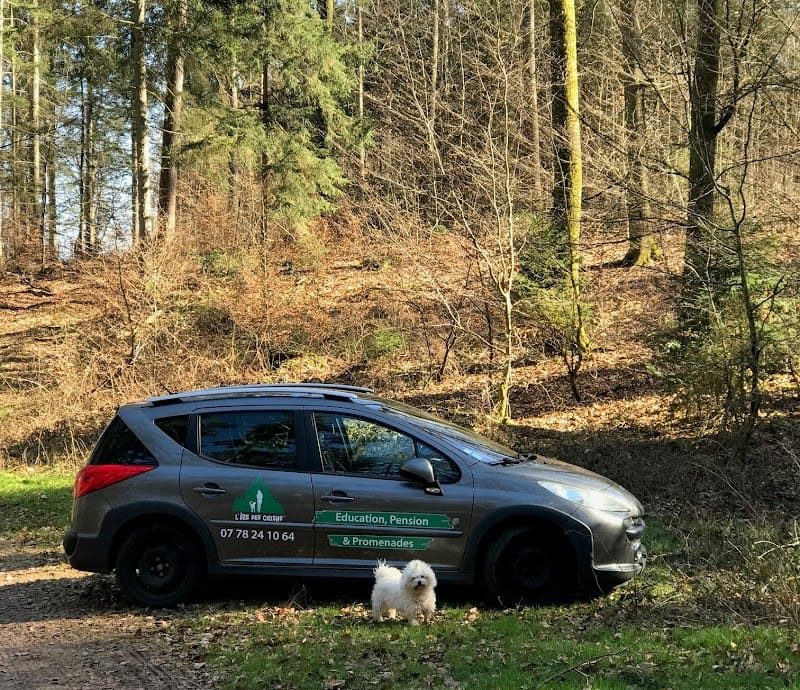 L'ère des chiens — dogsitter à Reichshoffen