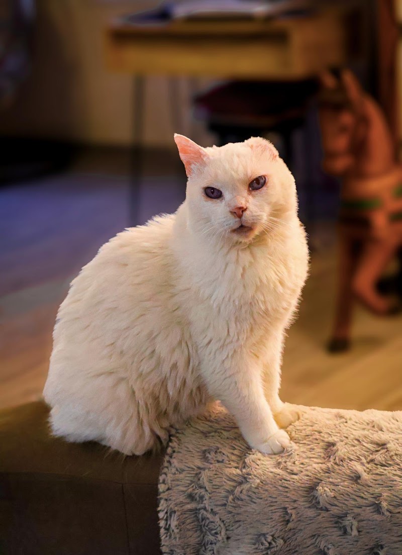 l'esprit canin — dogsitter à Avignon