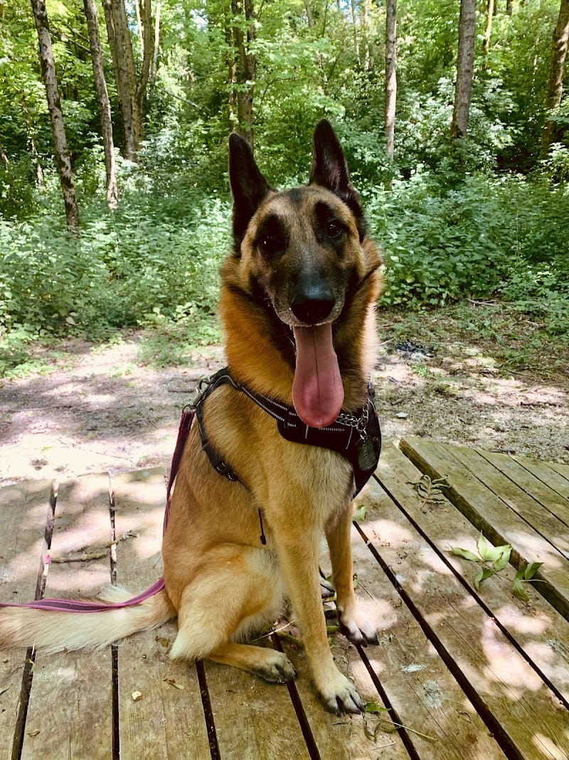 L.Joy&Dog — dogsitter à Villeneuve-sur-Aisne