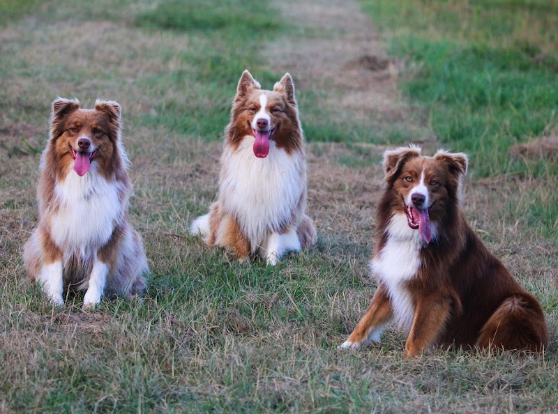 L'Oasis - pension canine et féline — dogsitter à Sèvremoine