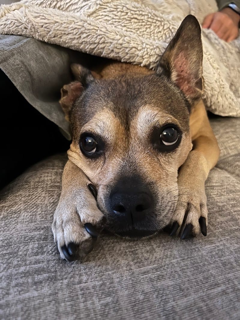 La Chatterie — dogsitter à Martigues