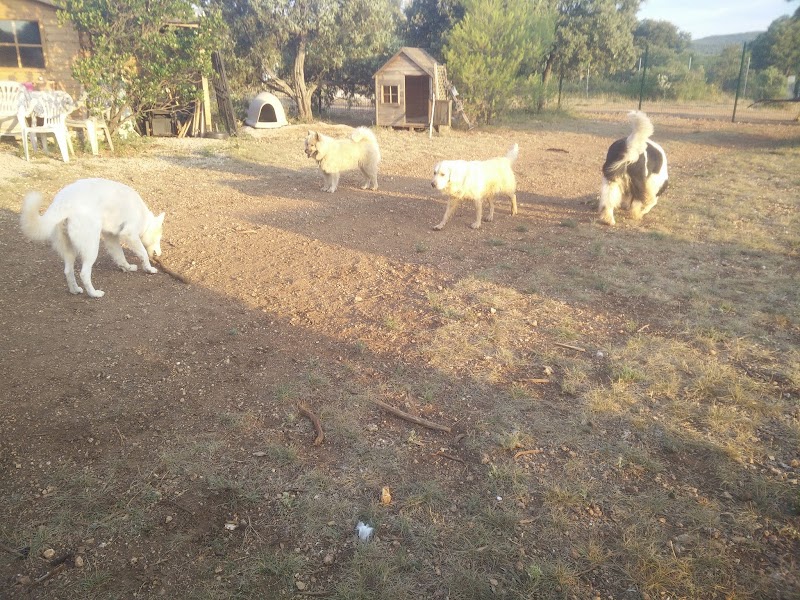 La Colo Boule de Poils — dogsitter à Juvignac