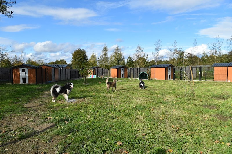 La Colo de Maestro - pension canine — dogsitter à Montauban-de-Bretagne